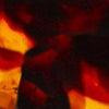 Cognac Tortoise-swatch